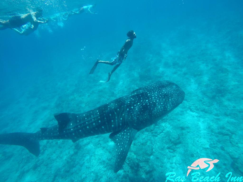 Ras Beach Inn Rasdhoo Eksteriør bilde