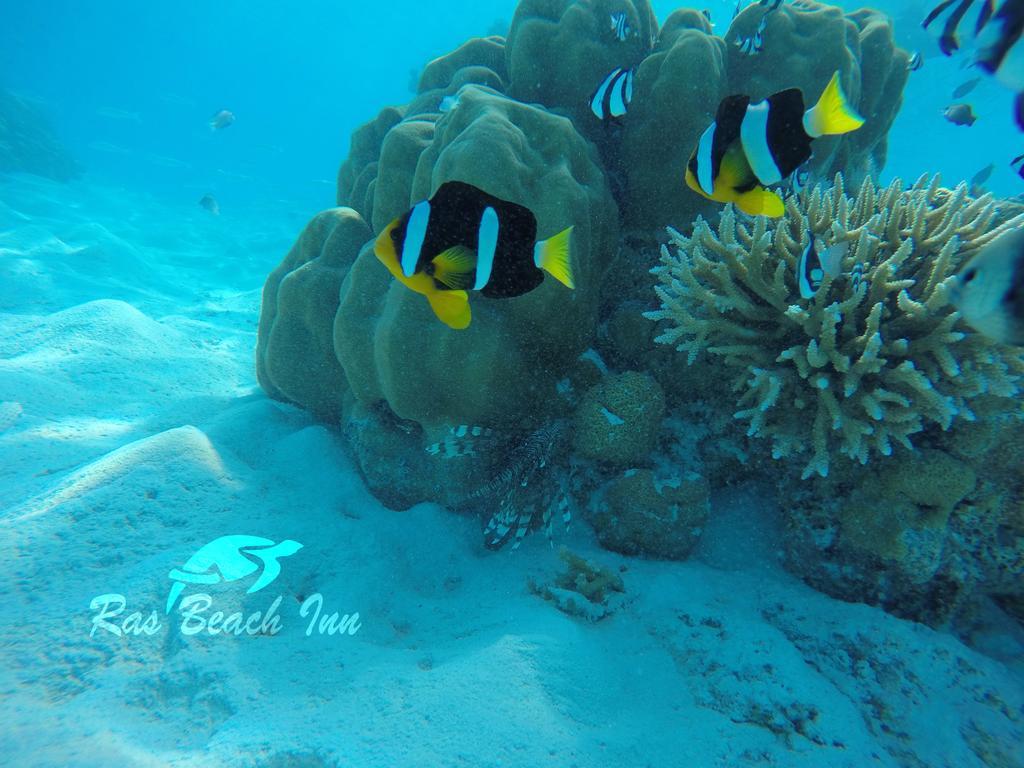Ras Beach Inn Rasdhoo Eksteriør bilde